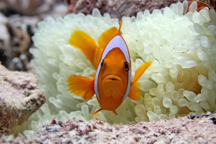 Anemonefish nestled in its bleached host, British Indian Ocean Territory. Photograph by Derek Manzello