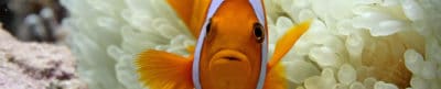 Nemo and the Zombie Anemone Carousel Pano
