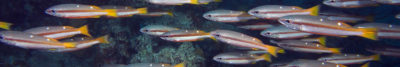 Two-spot Banded Snapper Lutjanus biguttatus Pano