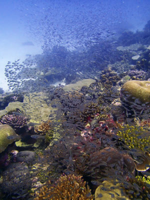 Clouds of fish in the British Indian Ocean Territory, Photograph by Anderson Mayfield