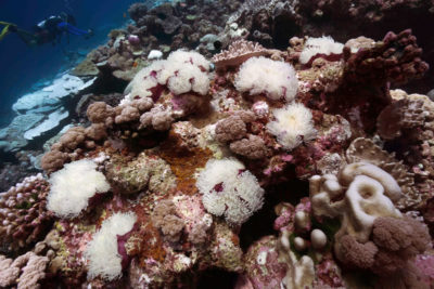 Bleached anemones on the reef in the British Indian Ocean Territory. Photograph by Philip Renaud