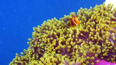 clownfish maldives
