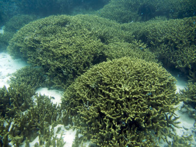 fields of finger coral porites cylindrica a species not eaten by COTS