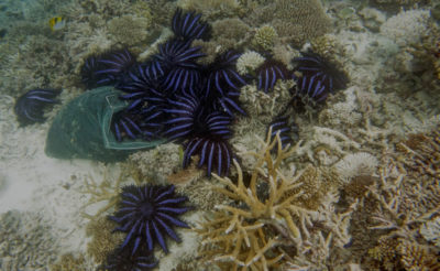 Piles of starfish.