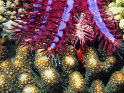 Pocillopora guard crab attacks COTS.