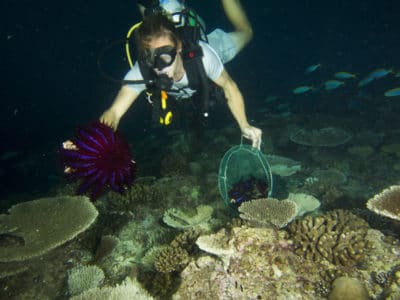 Bagging a starfish.