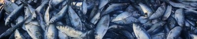 The Missing Fish
