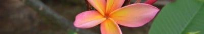 Tonga in spring