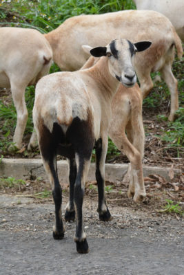 bicolor goat