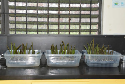 The red mangrove seedlings photographed just after the original planting.