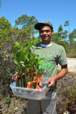 Acclimating & Planting Mangroves: B.A.M. The Final Phase