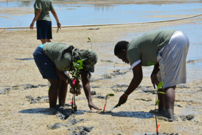 Casandra Abraham helps a student from Abaco Central High School plant mangrove propagules.