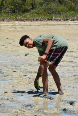 My Year Participating in the B.A.M. mangrove project