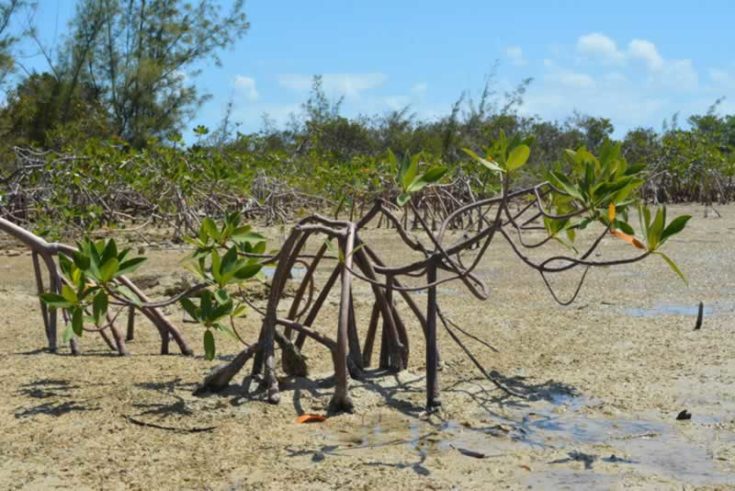 A mangrove on the edge of the forest
