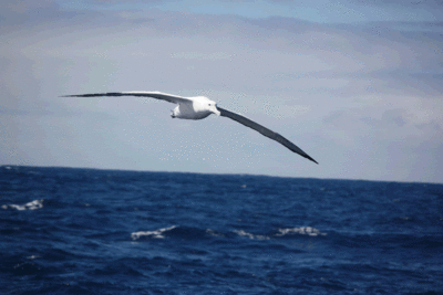 World Heritage in the High Seas