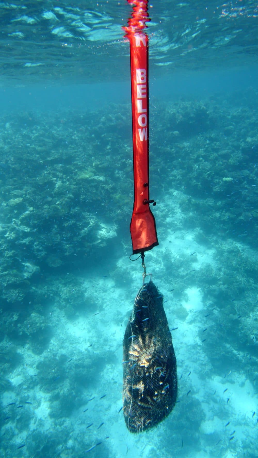 Managing a COTS Outbreak Living Oceans FoundationLiving Oceans Foundation