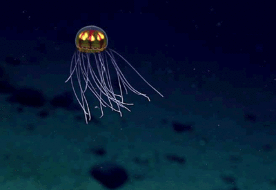 jellyfish