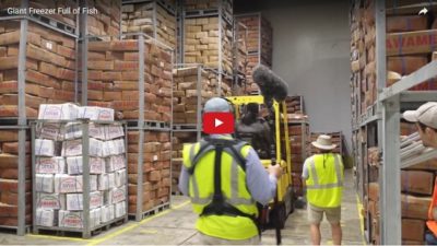 Thousands of pounds of fish are unloaded into a giant freezer at the Port of Dakar