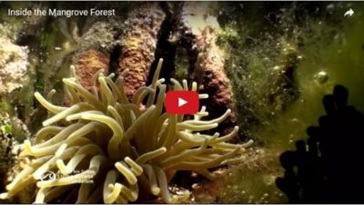 Inside the Mangrove Forest