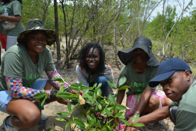 Students at William Knibb High School tag their mangrove propagules with flagging tape in preparation for planting the seedlings. (Photo from year 1 program)