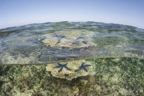 Great Barrier Reef (c)Jurgen Freund/iLCP