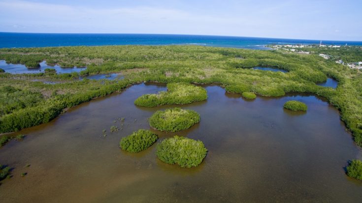 Falmouth mangrove forest, seen from the drone.