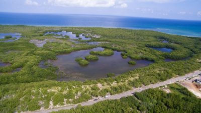 Falmouth mangrove forest, seen from the drone.