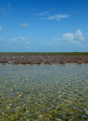 Notice the red mangrove die-off extends from these mangroves in the foreground all the way to other grove of mangroves behind it.