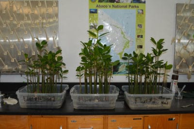 J.A.M.I.N. students at William Knibb High School mark their mangrove seedlings with flagging tape. 