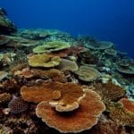 Healthy coral in Lau Province, Fiji.