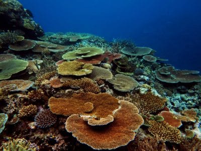 Healthy coral in Lau Province, Fiji.