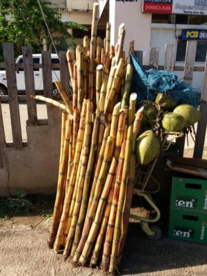 Sugar cane is still a farmed in Jamaica.