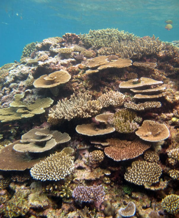 100% coral cover on reef in Lau Province, Fiji