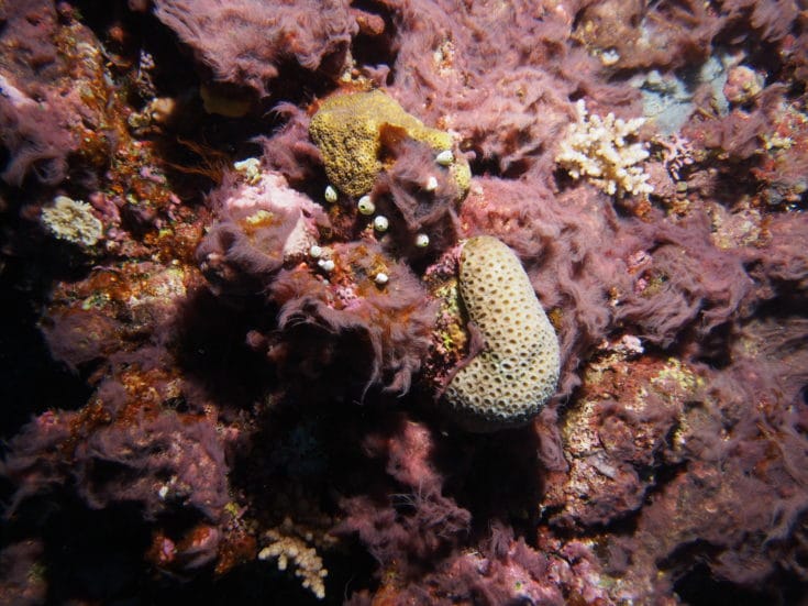 A purple cyanobacterial mat chokes the reef and the corals that liver there.
