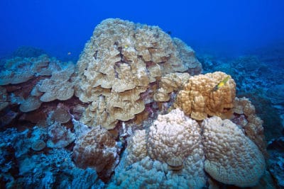 Reef in Rarotonga, Cook Islands