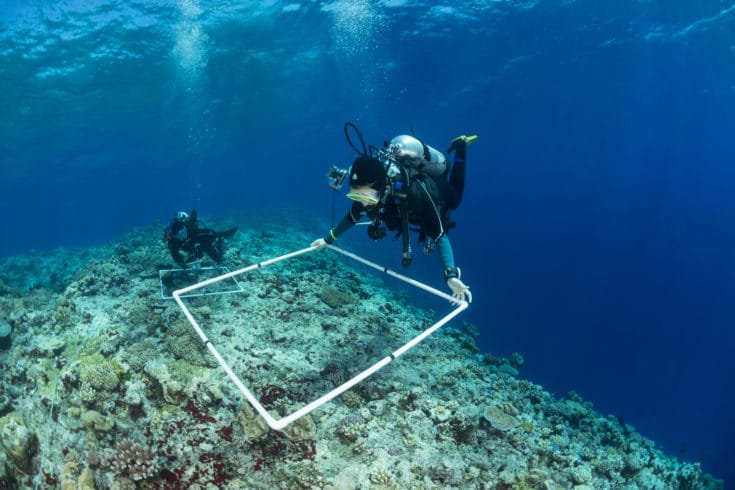 Kristin Stolberg (front) and Bar Ayalon (back), Scientists of the Khaled bin Sultan Living Oceans Foundation surveying corals at the outer reef edge of the Great Barrier Reef. Ribbon 7, green zone. Great visibility of more than 50 meters.