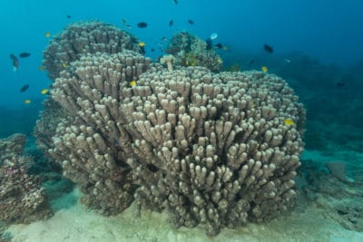 A colony of column like corals (Psammocora sp) in the Great Barrier Reef.
