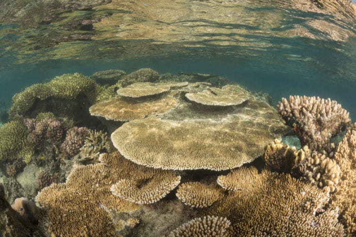 Acropora table corals at low tide in shallow water.