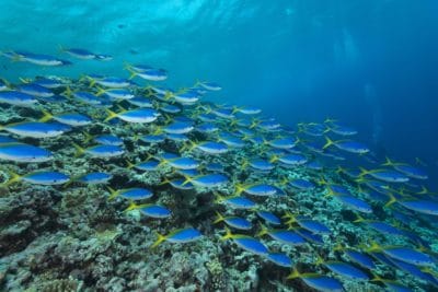 Schools of blue and yellow fusiliers (Caesio teres) roam the edge of the outer Great Barrier Reef feeding on passing plankton