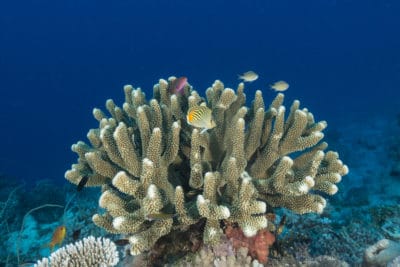 Branching Acropora corals in the Great Barrier Reef, Australia