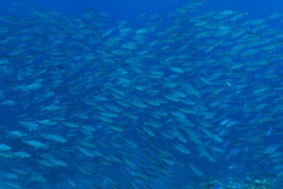 Schools of twinstripe fusiliers (Pterocaesio marri) roam the edge of the outer Great Barrier Reef feeding on passing plankton