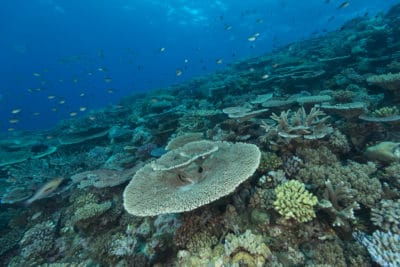 Very rich expansive acropora table coral field at the outer edge of the Great Barrier Reef with great visibility.