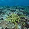 Measuring reef health from space