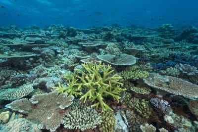 (c) Jurgen Freund/iLCP. Very rich expansive acropora table coral field at the outer edge of the Great Barrier Reef with great visibility.