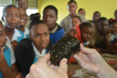 intern maggie dillon - Photo 1 - Students from William Knibb High School react to seeing a sea cucumber for the first time.