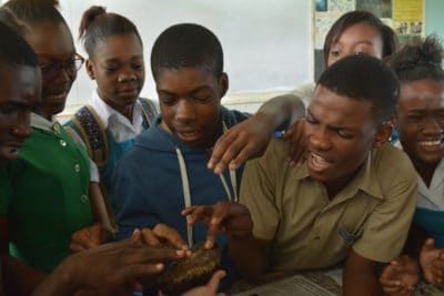 intern maggie dillon - Photo 2 - Students from William Knibb High School react to seeing a sea cucumber for the first time.