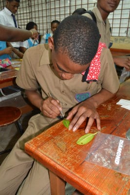 Mangrove Disease - dissecting mangrove leaf