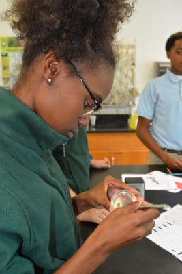 Mangrove Disease - student plating mangrove leaves