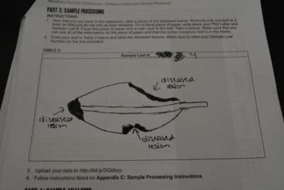 Mangrove Disease - drawing of mangrove leaf