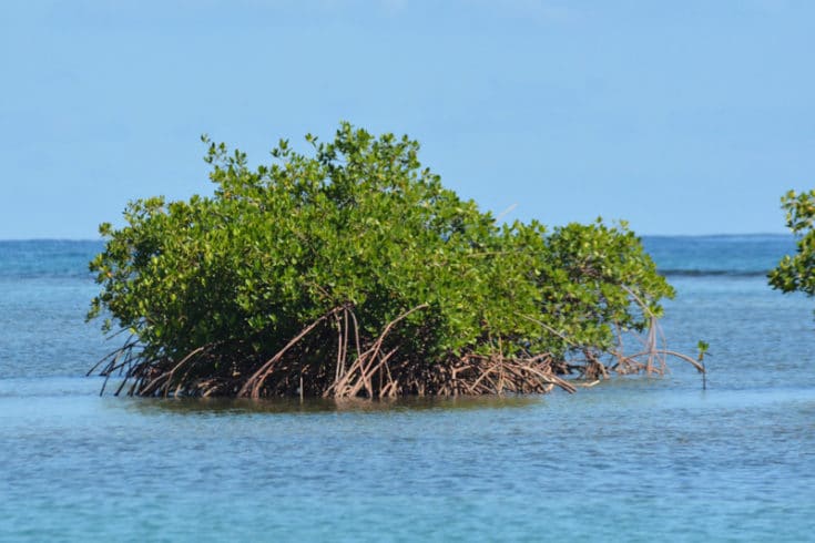 Mangroves